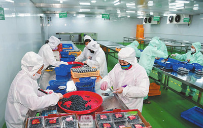 玉溪市人民政府推动货物进出口高质量发展路径探析